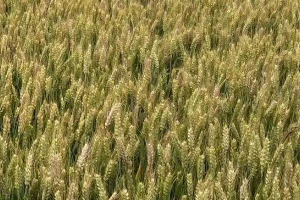 华皖麦10号小麦品种的特性，每亩16－18万基本苗