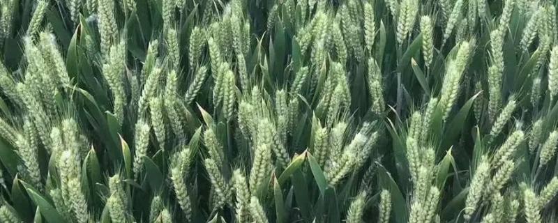 华成5183小麦品种的特性，属半冬性品种
