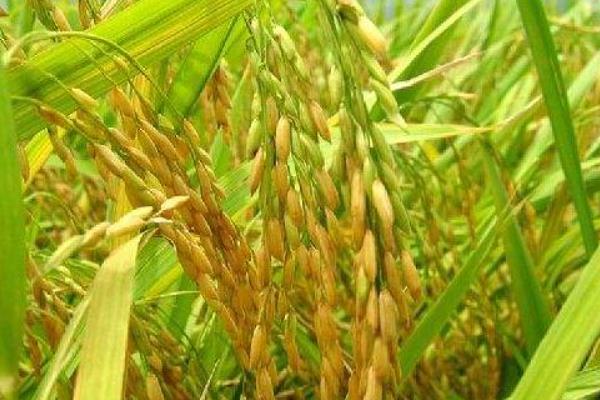 徽绿占水稻种简介，每亩栽插3－5万穴