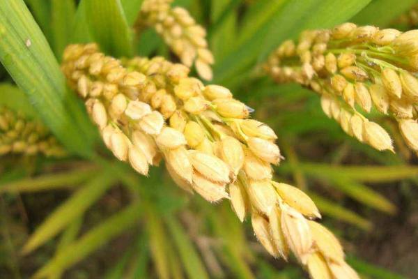 鸿邦63S水稻品种简介，在沙县5月初播种