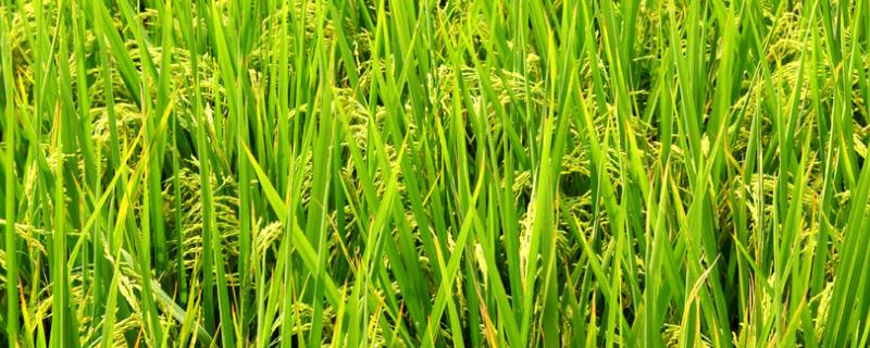 桂野香占水稻种子特点，该品种株型适中