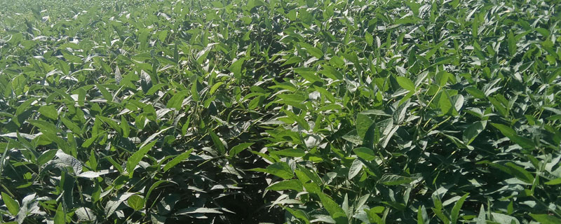 菏豆38大豆种子简介，适宜播期为6月10～25日