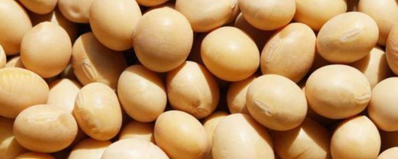 圣育6号大豆种子特征特性，适宜播期为6月10～25日