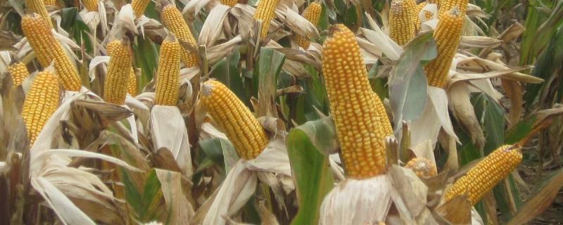 泛玉606玉米种简介，平均生育期103.6天