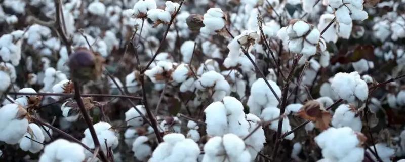 南农992棉花种简介，平均生育期110.0天