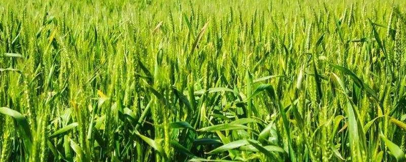 有孚1号小麦品种的特性，每亩适宜基本苗18～22万