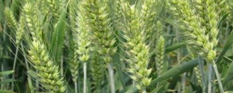 开麦1606小麦种子特点，适宜播种期10月上中旬