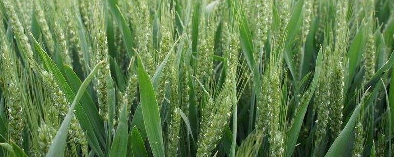 枣乡208小麦种子介绍，半冬性品种