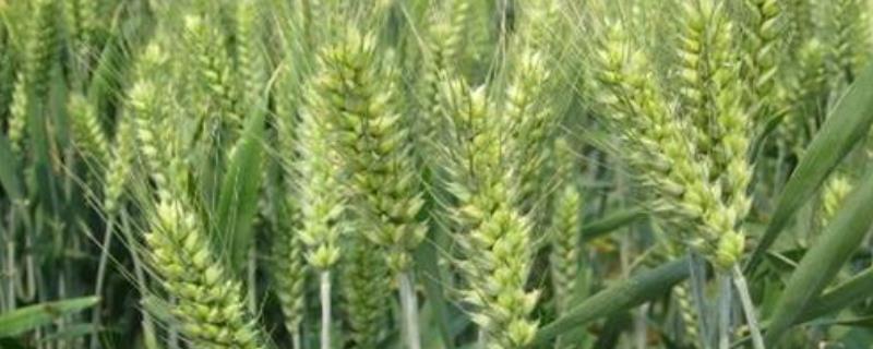 温裕3号小麦种子特征特性，适宜播种期10月上中旬