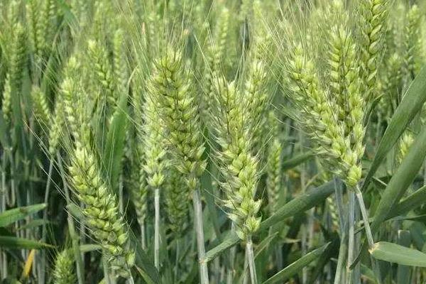 先圣178小麦品种简介，半冬性品种