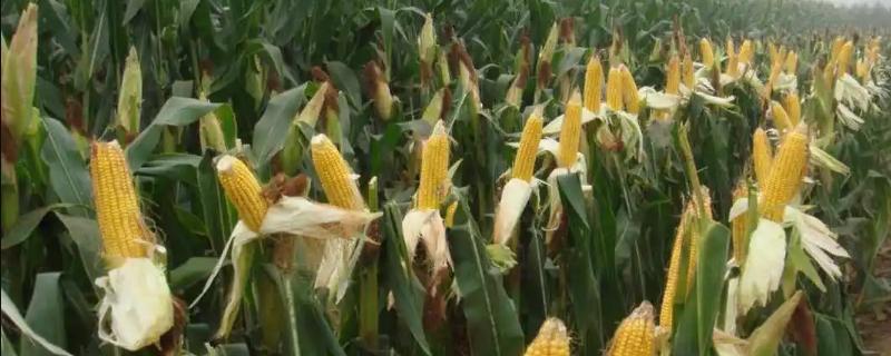 美谷888玉米种简介，3月下旬至4月初播种