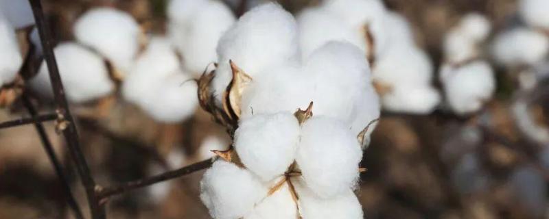 ZS03棉花品种的特性，属转Bt基因常规抗虫棉品种