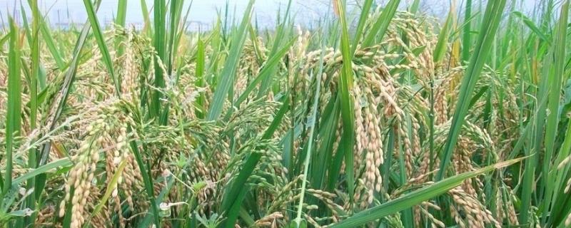 秧荪2号水稻种简介，中抗纹枯病