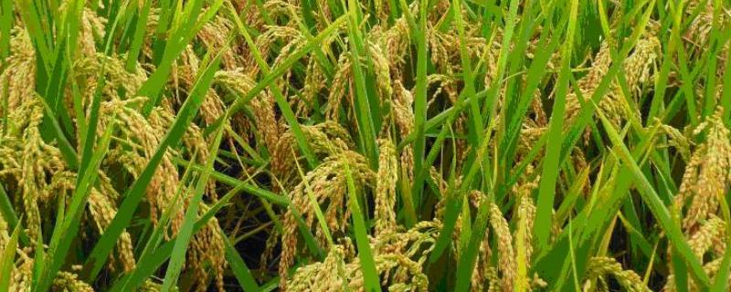 旱优8200水稻种子简介，秧田亩播种量15公斤