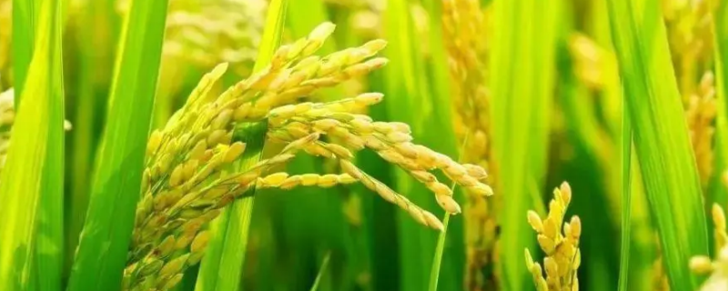 双黄占水稻种子简介，注意防治白叶枯病