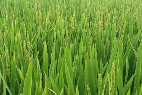 天弘优福农占水稻品种简介，晚造全生育期113～115天