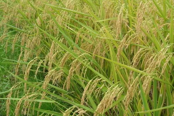 广龙优华占水稻种简介，早造全生育期122～129天