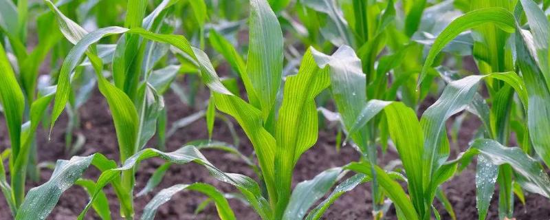 H907玉米品种的特性，夏播生育期105天