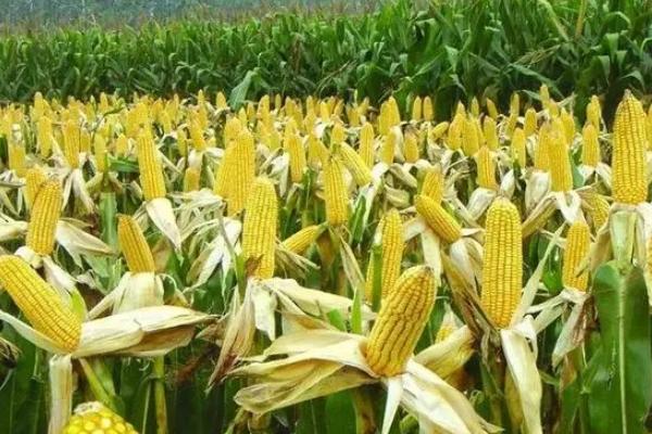 H907玉米品种的特性，夏播生育期105天