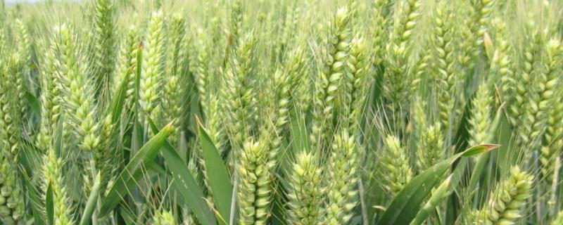 鲁粮1号小麦品种的特性，每亩基本苗15～18万