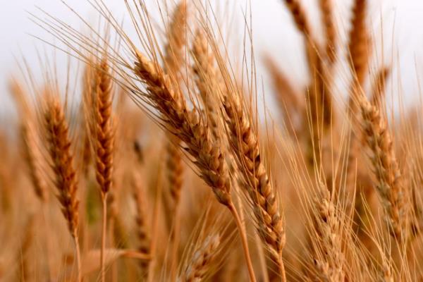 泰科紫麦3号小麦品种简介，适宜播期10月5～15日