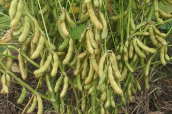 俊豆11大豆品种简介，密度为每亩13000株左右