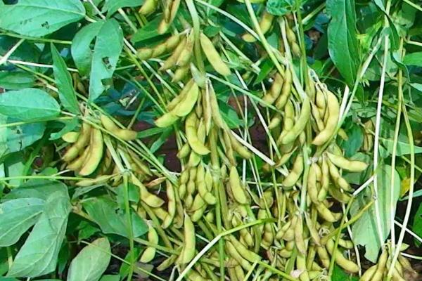齐鲜2号大豆种子简介，鲜食大豆品种