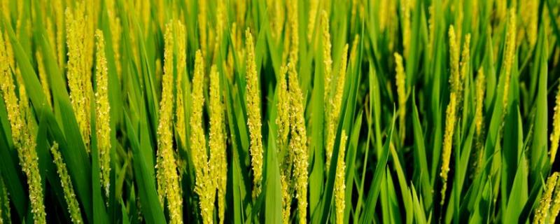 九稻722水稻品种简介，生育期140天