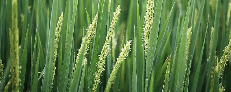慧两优261水稻种简介，5月中下旬播种