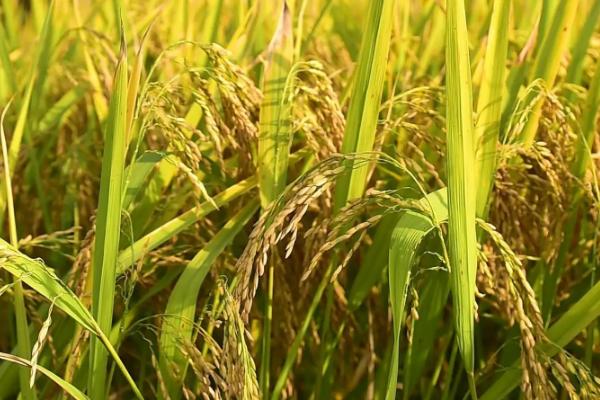 吉粳557水稻品种简介，每亩有效穗数25.9万