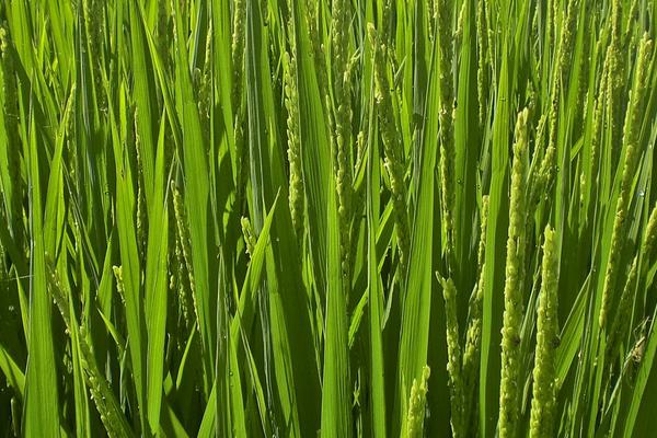 桂黑丝占水稻品种的特性，每亩有效穗数18.6万