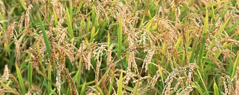 紫两优馥香占水稻种子介绍，全生育期129.3天