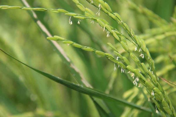 甜香优1170水稻品种简介，每亩大田用种量25～5千克