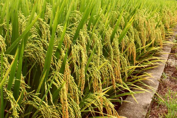 粮发香油占水稻种子特征特性，每亩有效穗数18.2万