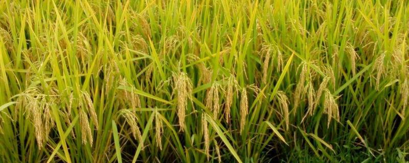 芸香优馥香丝水稻种简介，每亩大田用种量25～5千克