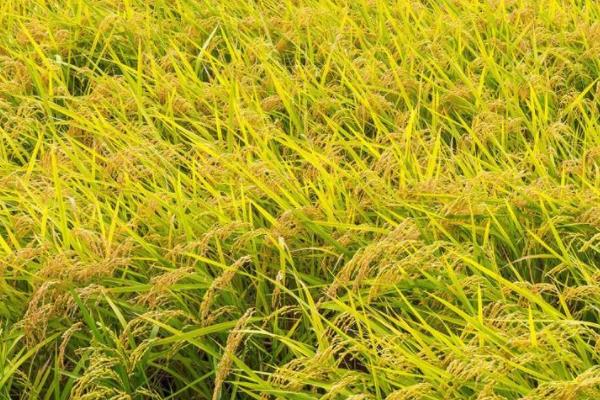 遥香优郁香水稻种简介，每亩大田用种量25～5千克