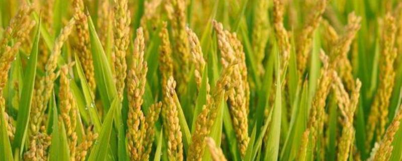 乾两优1767水稻种子特征特性，全生育期116.5天