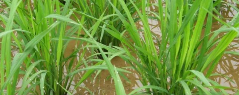 昌盛优989水稻种子简介，播种时分畦稀播匀播