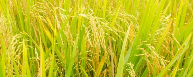 华优8210水稻品种的特性，综合防治”的植保方针