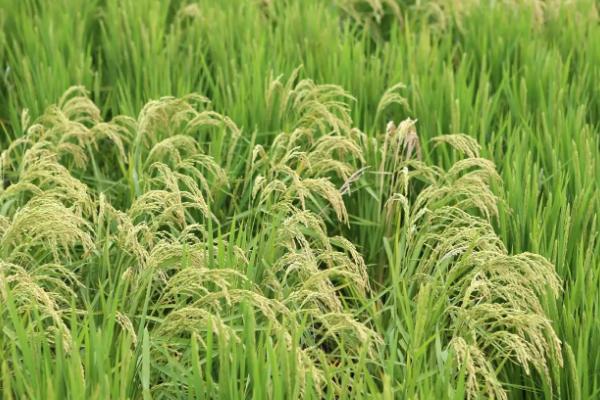 顺丰优798水稻品种的特性，每亩有效穗数16.5万
