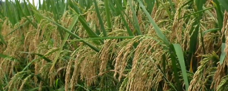 贡香两优欣香丝水稻种子介绍，每亩大田用种量25～5千克