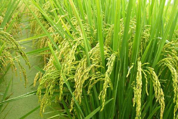 泰两优粤农丝苗水稻品种的特性，每亩有效穗数17.8万