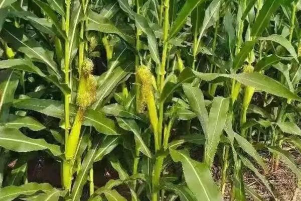 白玉糯168玉米种子特点，亩植密度3300株左右