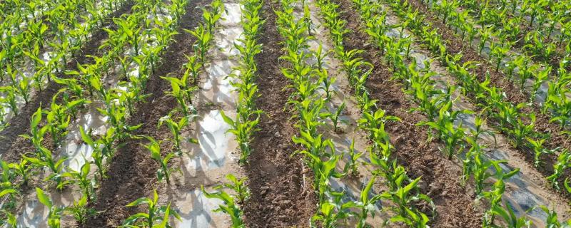 德糯178玉米种简介，注意防治丝黑穗病
