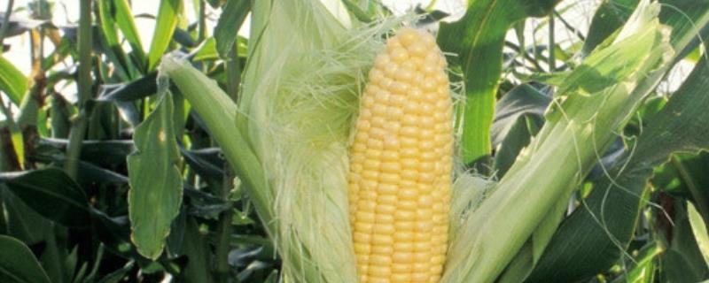 天晟5号玉米品种简介，春播平均生育期137.0天