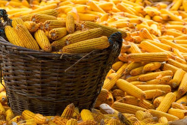 锐玉150玉米种子特征特性，注意防治丝黑穗病