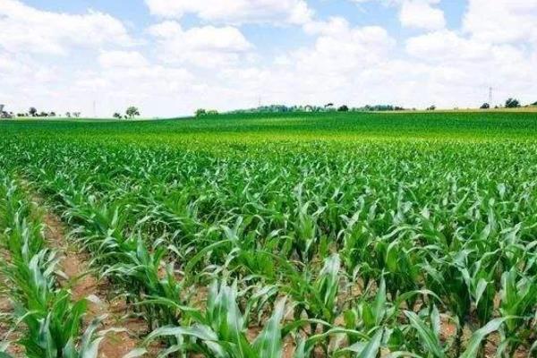 正大639玉米品种简介，春播平均全生育期117.9天