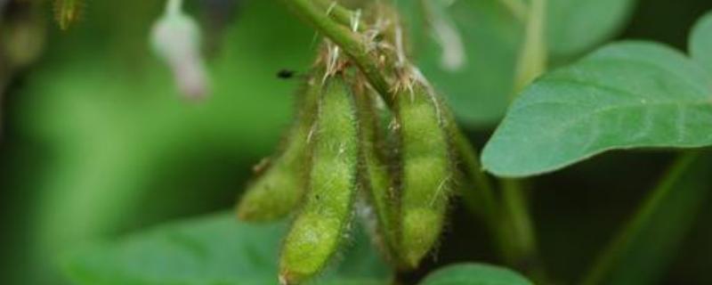 川鲜豆3号大豆种子特点，花荚期注意防治豆荚螟及鼠害