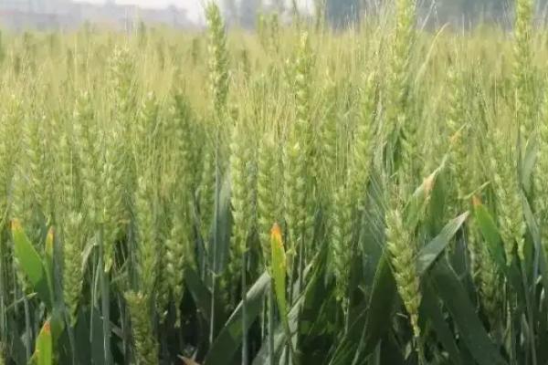 绵麦903小麦种子特征特性