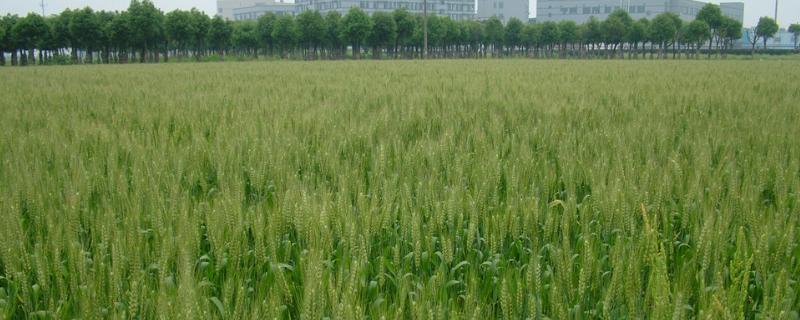 内麦101小麦种简介，高抗白粉病